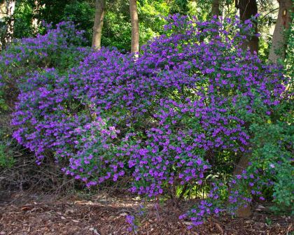 Oval-leaf Mint Bush (Prostanthera ovalifolia)