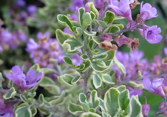 Oval-leaf Mint Bush (Prostanthera ovalifolia)