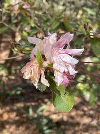 Azalea Misty Pink - Ladybird Nursery