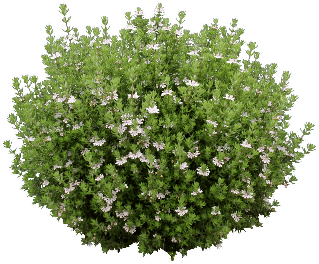 Coastal Rosemary OZBREED AUSSIE BOX® (Westringia hyb.)