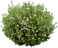 Coastal Rosemary OZBREED AUSSIE BOX® (Westringia hyb.)