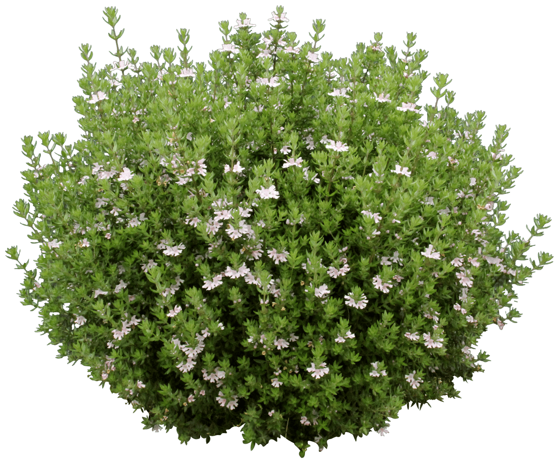 Coastal Rosemary OZBREED AUSSIE BOX® (Westringia hyb.) - Ladybird Nursery
