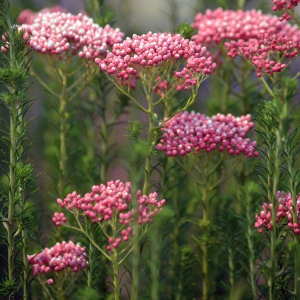 Rice Flower Red Gingham (Ozothamnus) - Ladybird Nursery