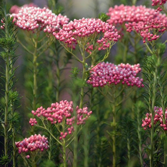 Rice Flower Red Gingham (Ozothamnus) - Ladybird Nursery