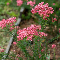 Rice Flower Red Gingham (Ozothamnus)