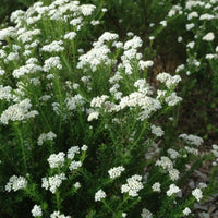 Rice Flower 'Radiance' (Ozothamnus diosmifolius) - Ladybird Nursery