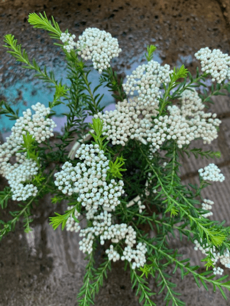 Rice Flower 'Little Oz' (Ozothamnus) - Ladybird Nursery