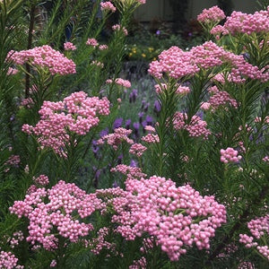 Rice Flower Red Gingham (Ozothamnus)