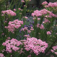Rice Flower Red Gingham (Ozothamnus) - Ladybird Nursery