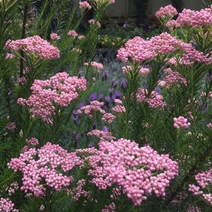 Rice Flower Red Gingham (Ozothamnus) - Ladybird Nursery