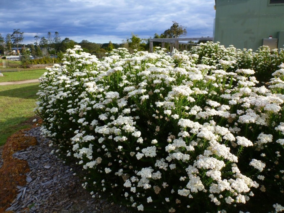 Rice Flower 'Radiance' (Ozothamnus diosmifolius) - Ladybird Nursery