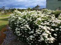 Rice Flower 'Radiance' (Ozothamnus diosmifolius) - Ladybird Nursery
