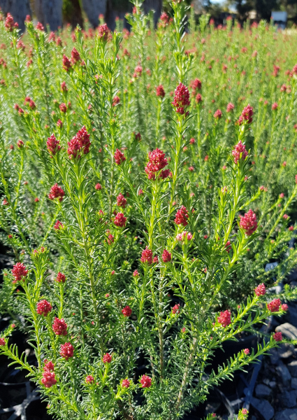 Rice Flower 'Red Gingham' (Ozothamnus) - Ladybird Nursery