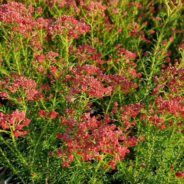 Rice Flower 'Red Gingham' (Ozothamnus) - Ladybird Nursery