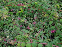 Coralberry (Symphoricarpos orbiculatus) - Ladybird Nursery