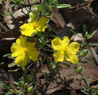 Guinea Flower Golden Sunburst (Hibbertia)