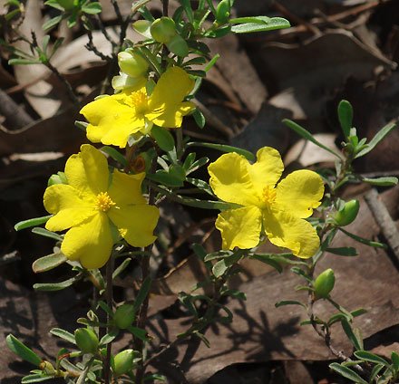 Guinea Flower Golden Sunburst (Hibbertia) - Ladybird Nursery