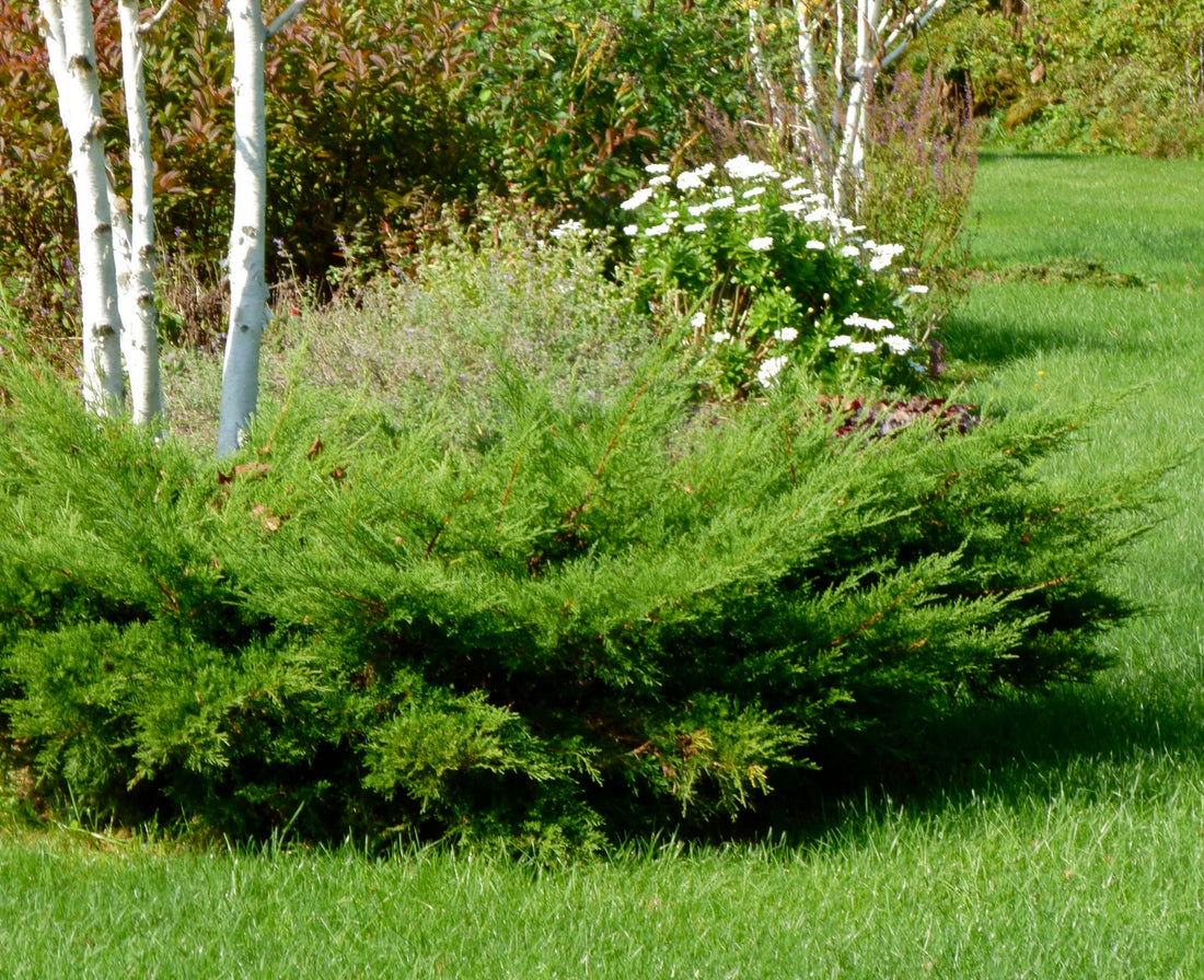Chinese Juniper Dwarf (Juniperus chinensis) - Ladybird Nursery