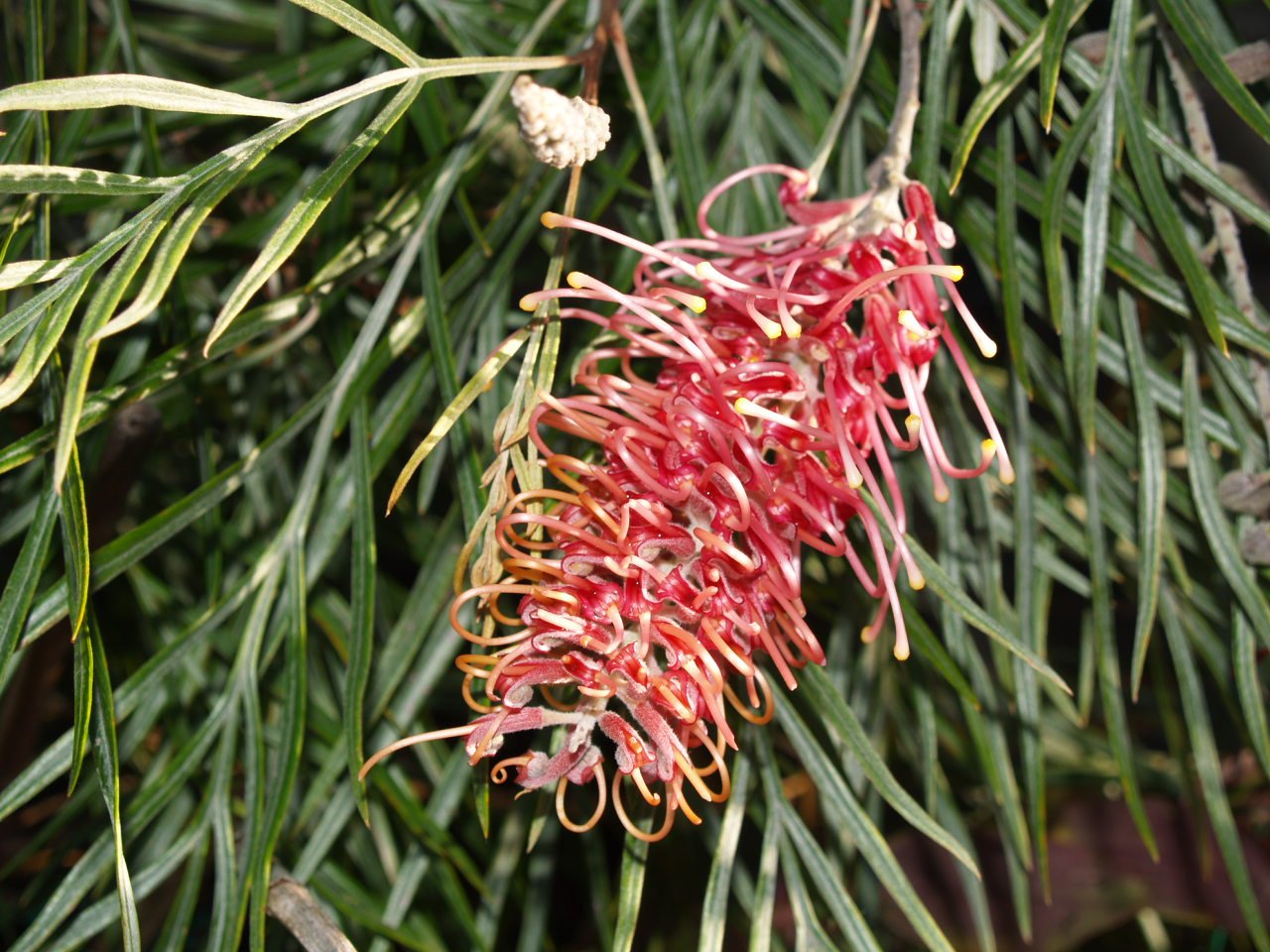 Grevillea 'Flamingo' - Ladybird Nursery