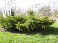 Chinese Juniper Dwarf (Juniperus chinensis)