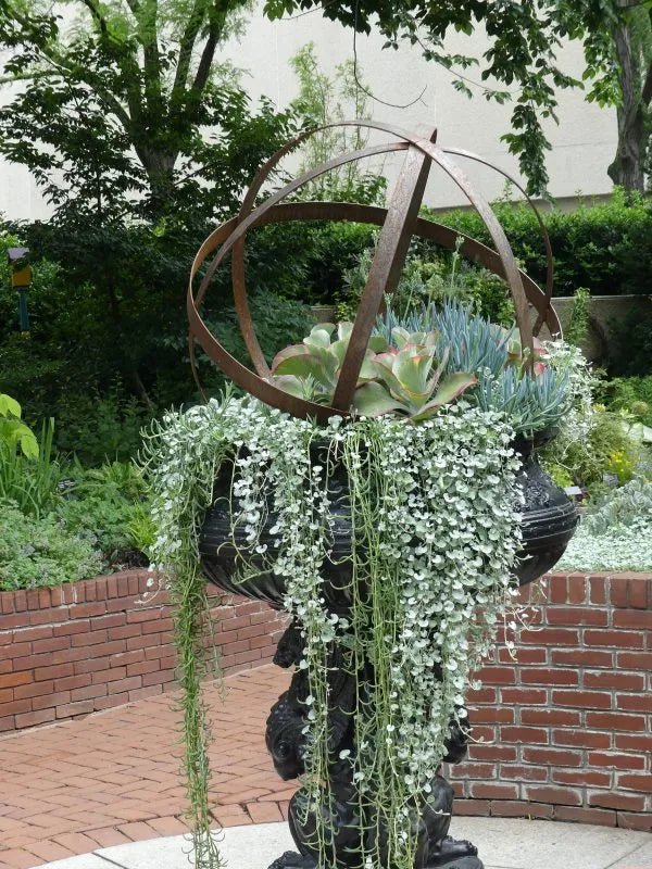 Dichondra ‘Silver Falls’ (Dichondra argentea) - Ladybird Nursery
