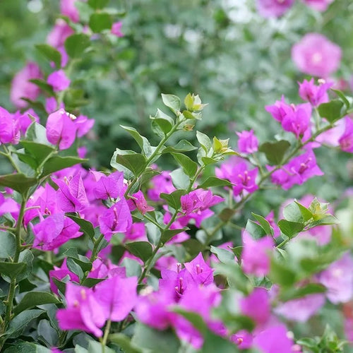 Bluey Bougainvillea (Bougainvillea Bambino™) - Ladybird Nursery