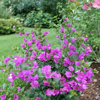Bluey Bougainvillea (Bougainvillea Bambino™)