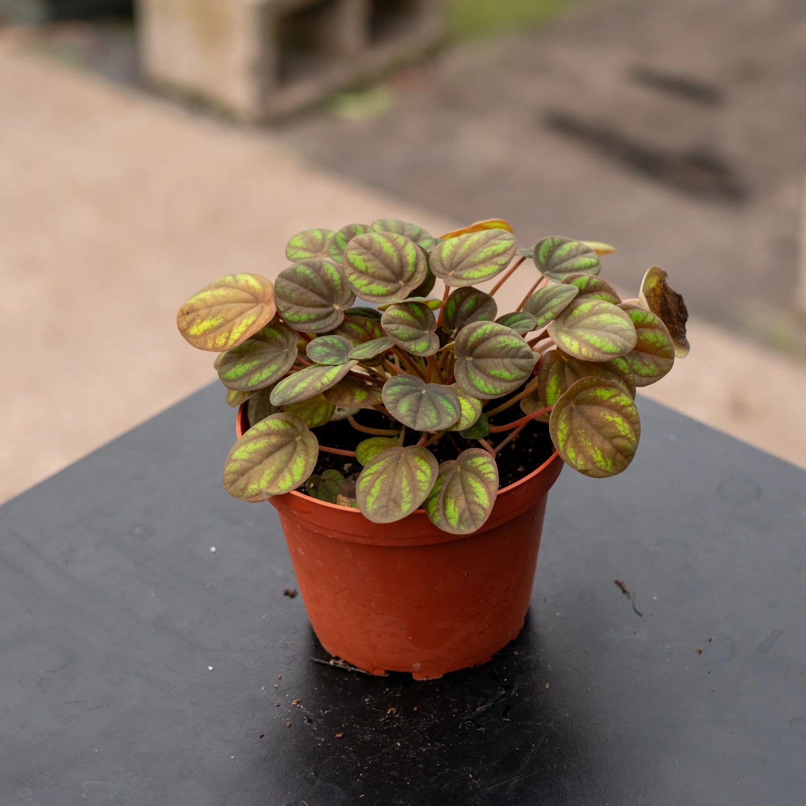 Peperomia Peppermill (Peperomia) - Ladybird Nursery