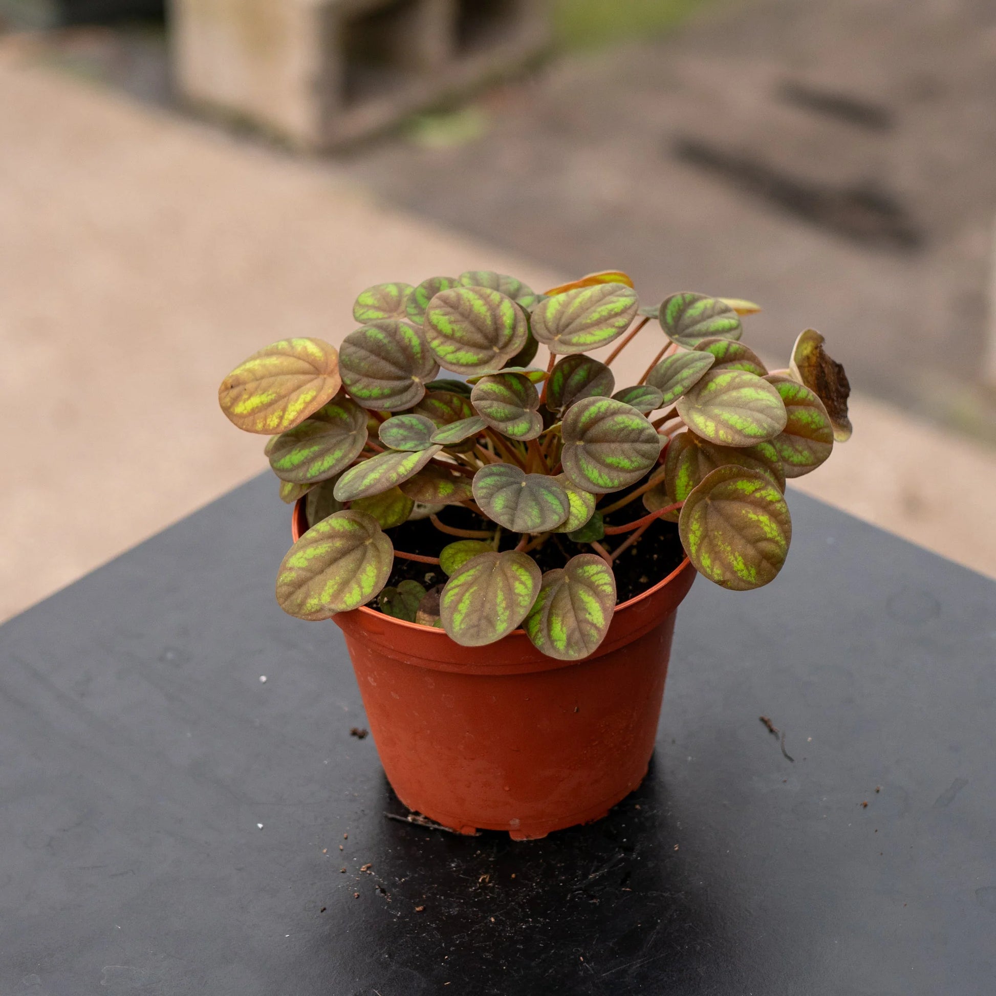 Peperomia Peppermill (Peperomia)