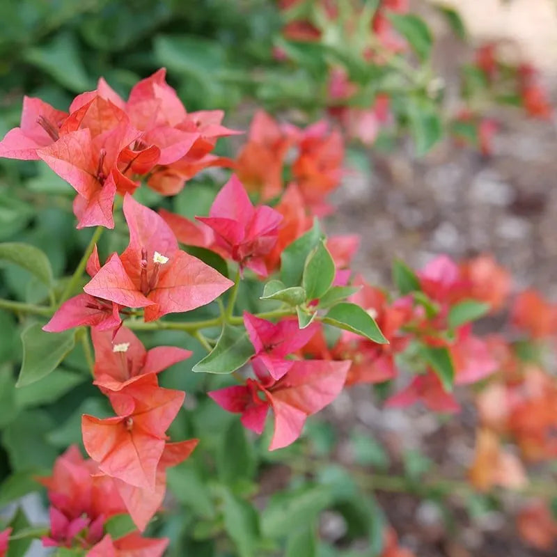 Bluey Bougainvillea (Bougainvillea Bambino™)