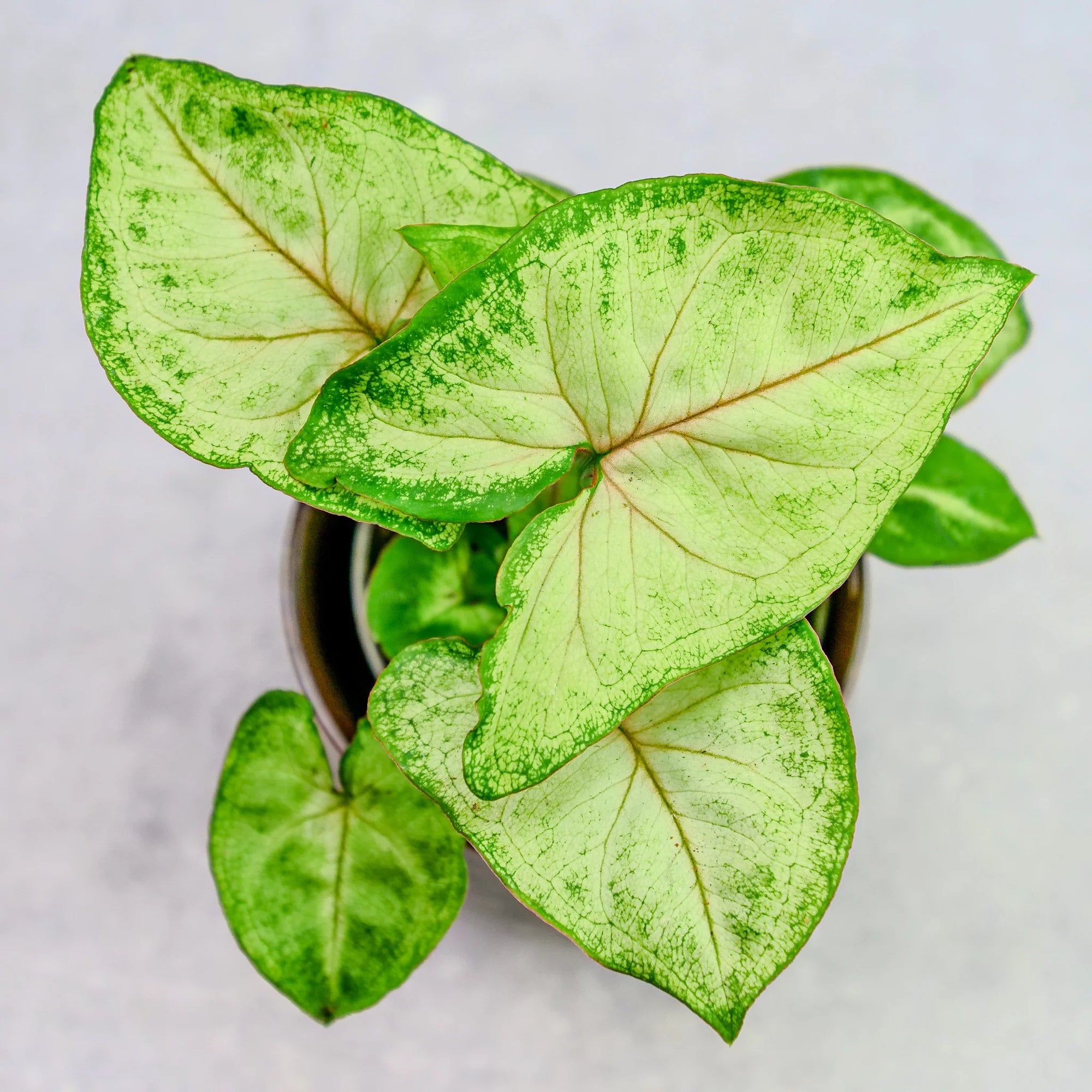 Syngonium Sunshine - Ladybird Nursery