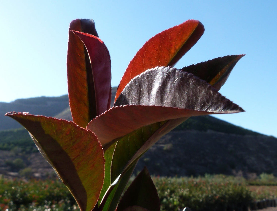 Red Tip Photinia fraseri Thin Red™ (Photinia x) - Ladybird Nursery