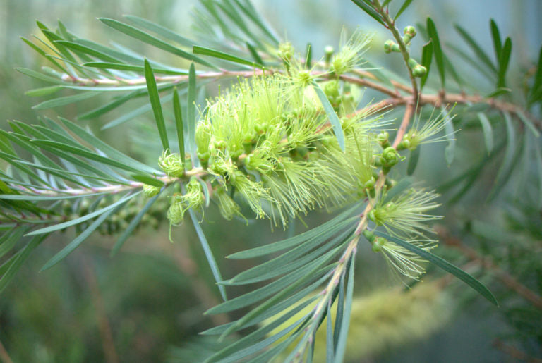 Bottlebrush Green (Callistemon pachyphyllus)