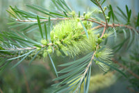 Bottlebrush Green (Callistemon pachyphyllus)