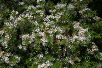 Clarence River Babingtonia (Babingtonia sp.) - Ladybird Nursery