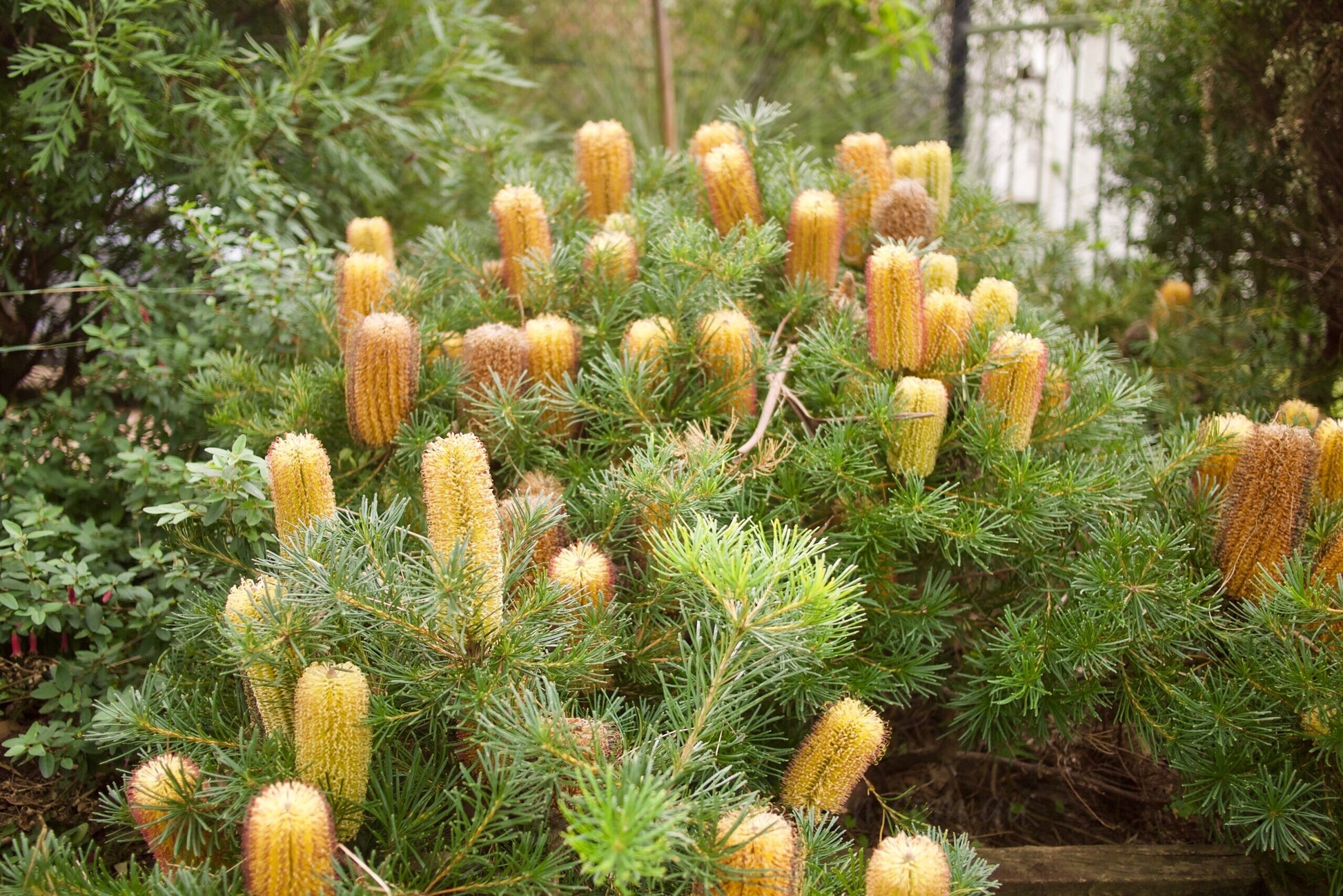 Coastal Cushion Banksia (Banksia spinulosa)