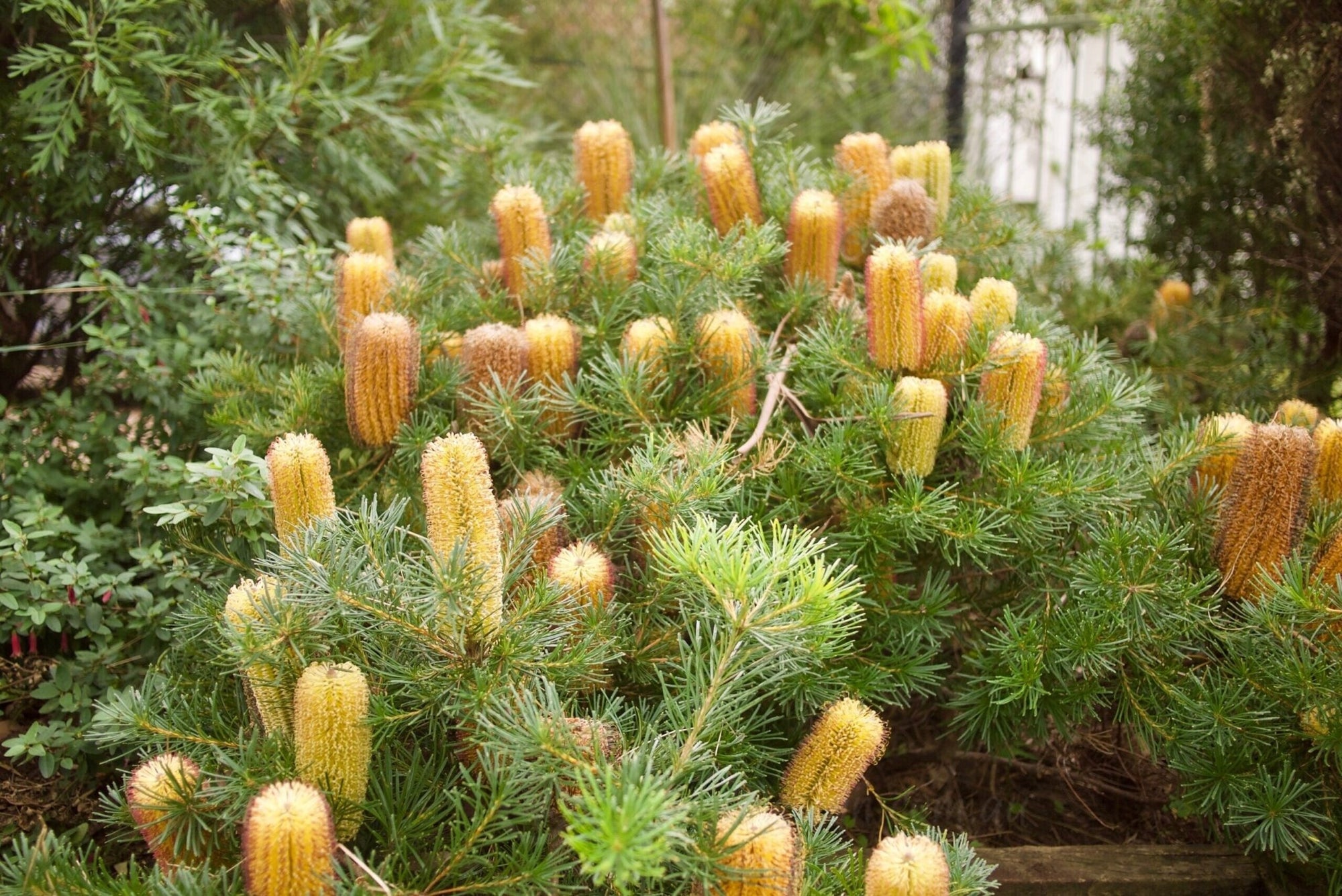 Banksia 'Coastal Cushion' (Banksia spinulosa) - Ladybird Nursery