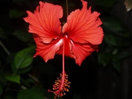 Hibiscus Psyche (Hibiscus rosa - sinensis) - Ladybird Nursery