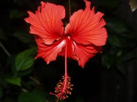 Chinese Hibiscus Psyche (Hibiscus rosa-sinensis)