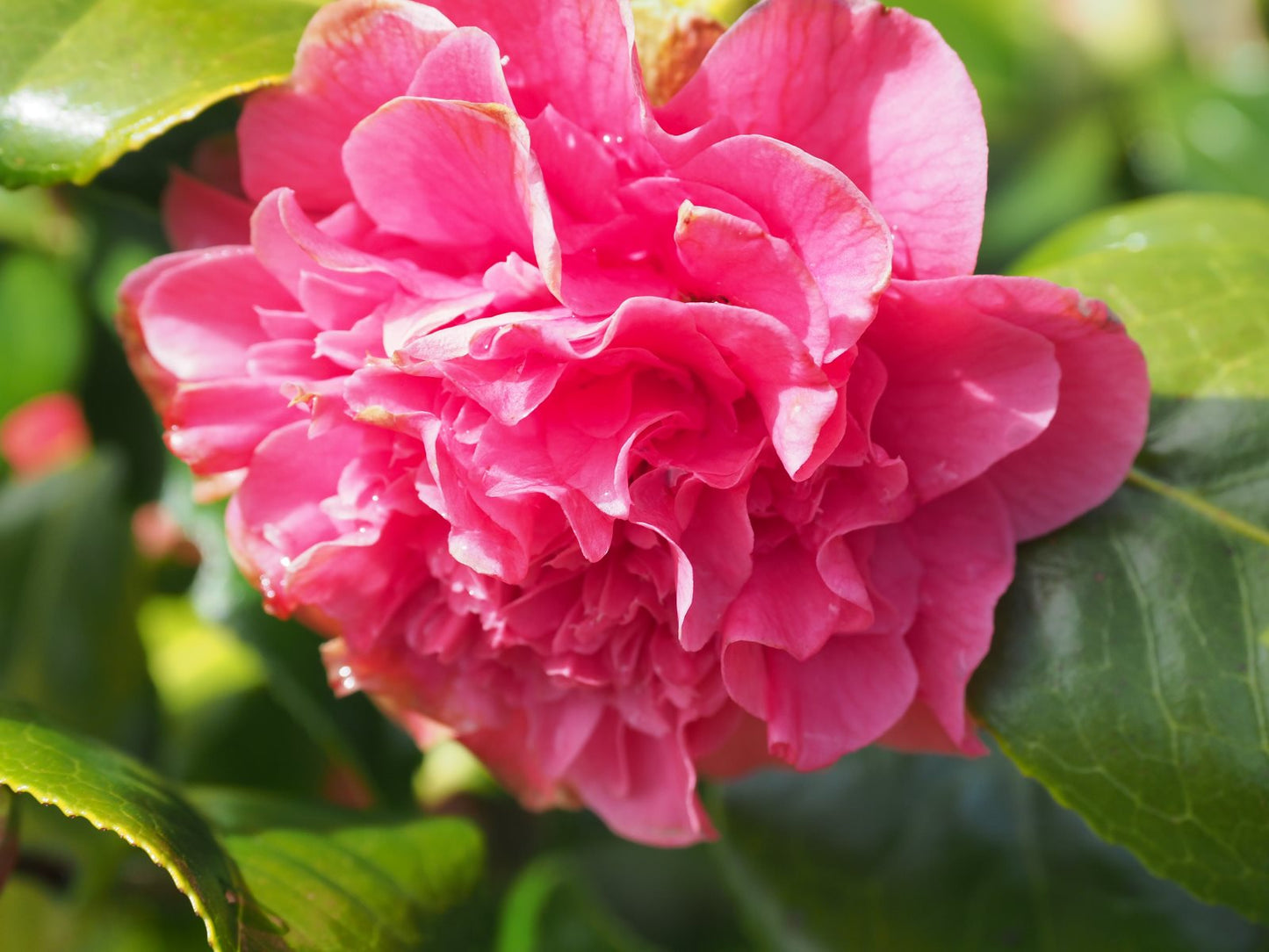 Camellia Carolyn Tuttle (Camellia japonica)