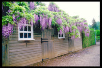 Japanese Wisteria Select Form (Wisteria floribunda) - Ladybird Nursery