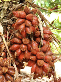 Palm Salak - Ladybird Nursery