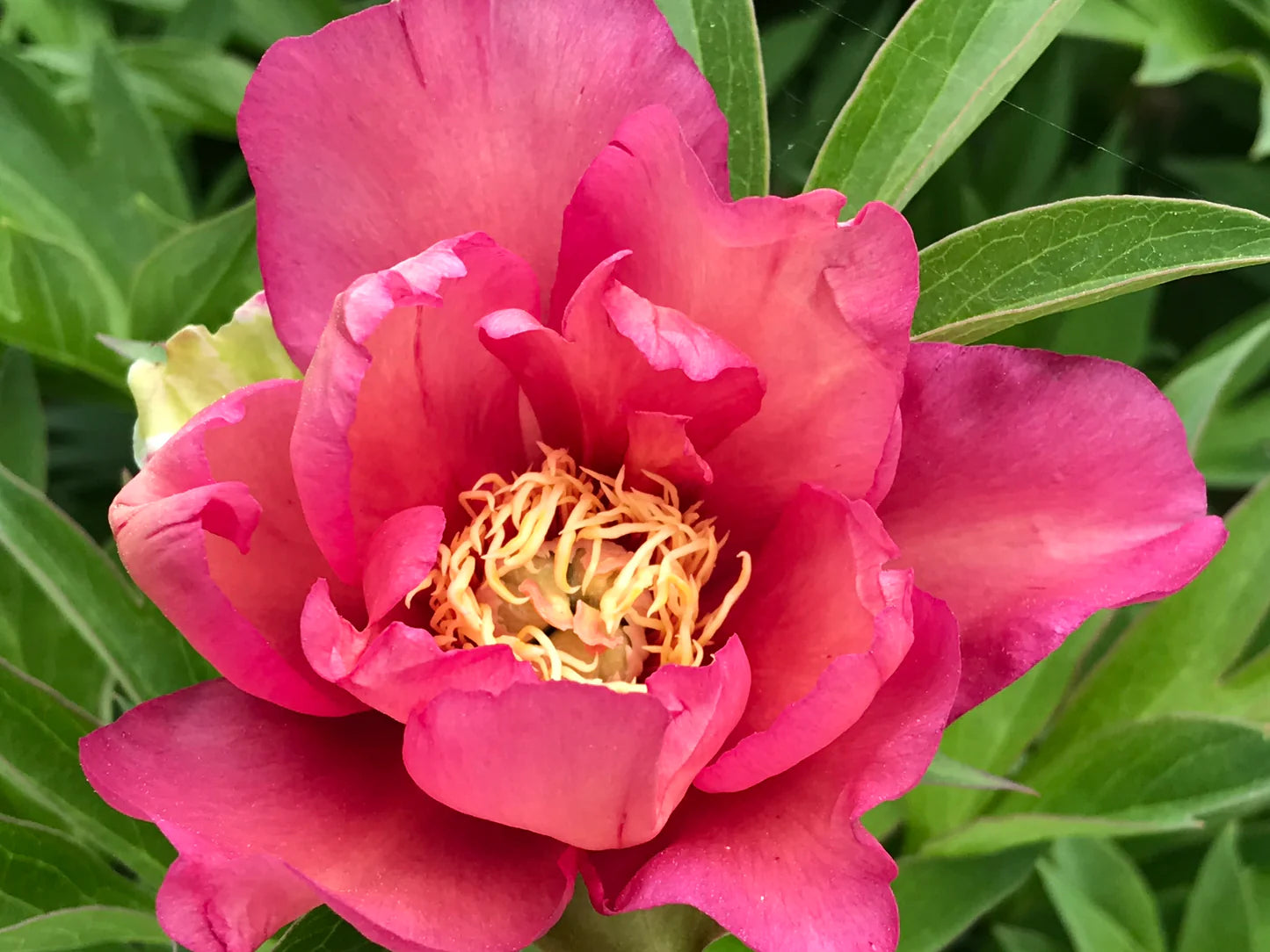 Itoh Peony Julia Rose (Paeonia)
