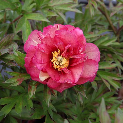 Itoh Peony Julia Rose (Paeonia)