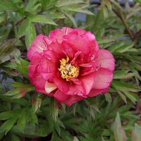 Itoh Peony Julia Rose (Paeonia)