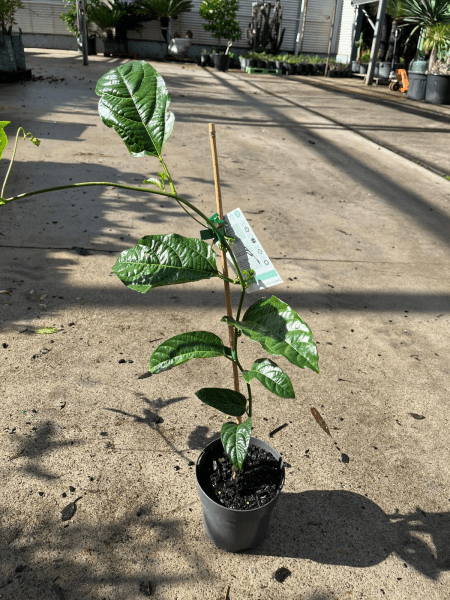 Passionfruit ‘Black’ - Ladybird Nursery