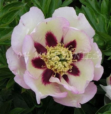 Itoh Peony Pastel Splendor (Paeonia)