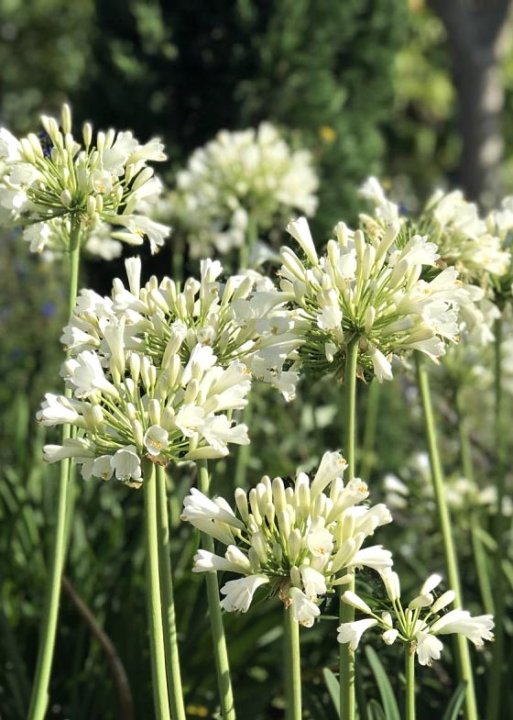 Agapanthus Pavlova - Ladybird Nursery