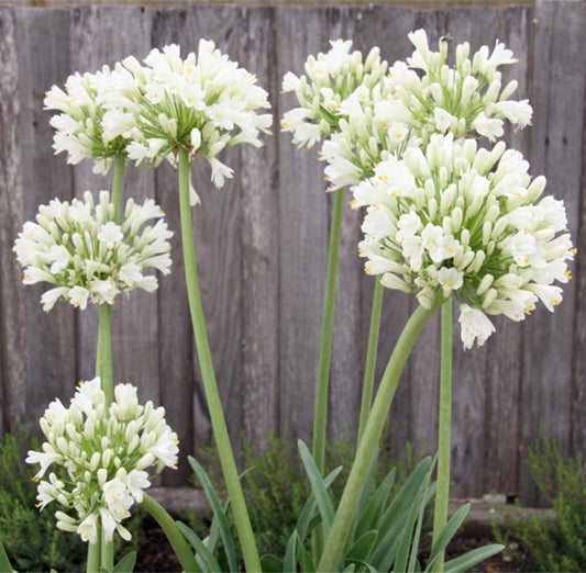 Agapanthus Pavlova