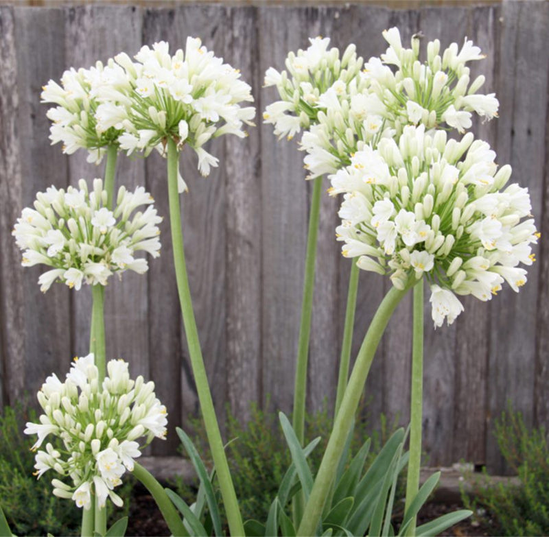 Agapanthus Pavlova